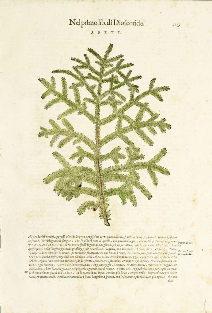 Branch and foliage of silver fir [abete] in woodcut with watercolor from Mattioli’s Materia Medicinale, Venice, 1604.