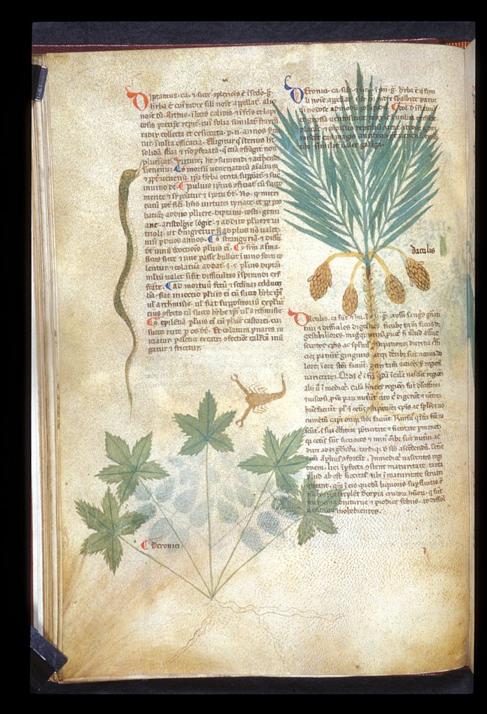 Page of a medieval book with a schematic coloured image of a date palm tree on the righthand side.