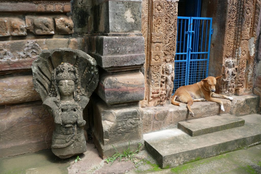Stone sculpture of a naga, with human torso and snake hood, holding a vase of plenty, in front of temple entrance. A stray dog rests in the door. Svarnajalesvara, Bhubaneswar, Odisha.